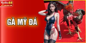 Gà Mỹ Đá - Bí Quyết Chọn Để Luôn Thắng Trong Mọi Trận Cầu